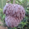 Annona x atemoya red פרי של אנונה אדומה