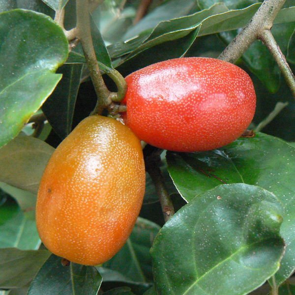 Elaeagnuslatifolia.jpg