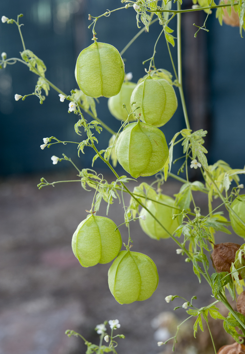 פנסים סינים