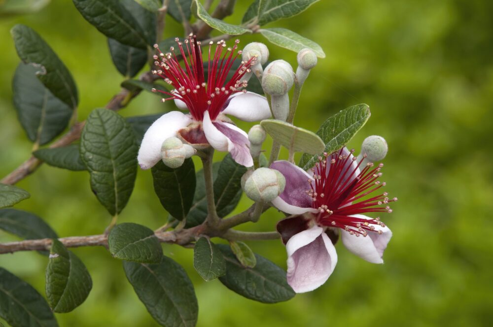 Blossoms Of A Acca Sellowiana Or Fruit פריחה של פיג'ויה Salad Tree