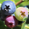 A Macro Of Blueberries In Various Stages Of Ripening