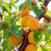 Ripe Fruits Of The Apricot Tree On A Branch With Leaves In An Orchard. Fruit Harvest.