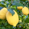 Organic Lemon Tree