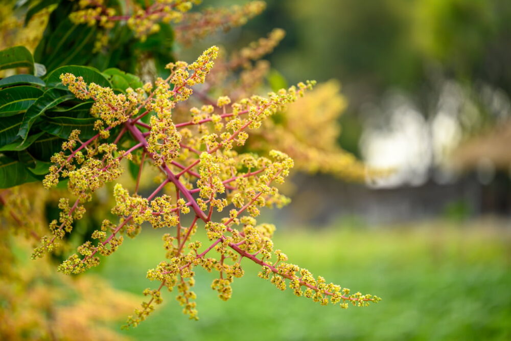 Mango Flowering In Organic Orchard, Thailand