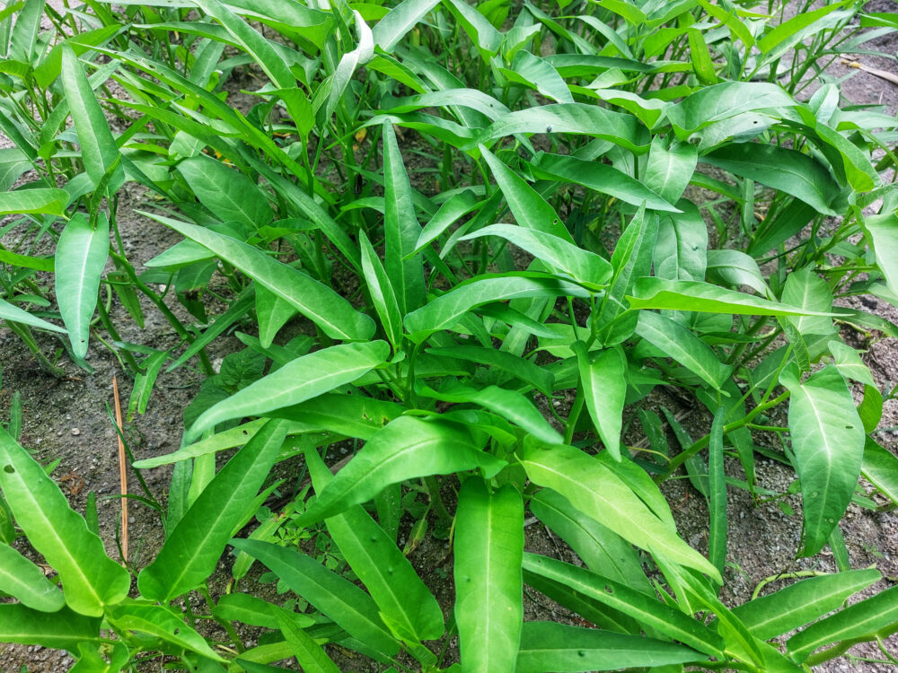 תרד תאילנדי (תרד מים)