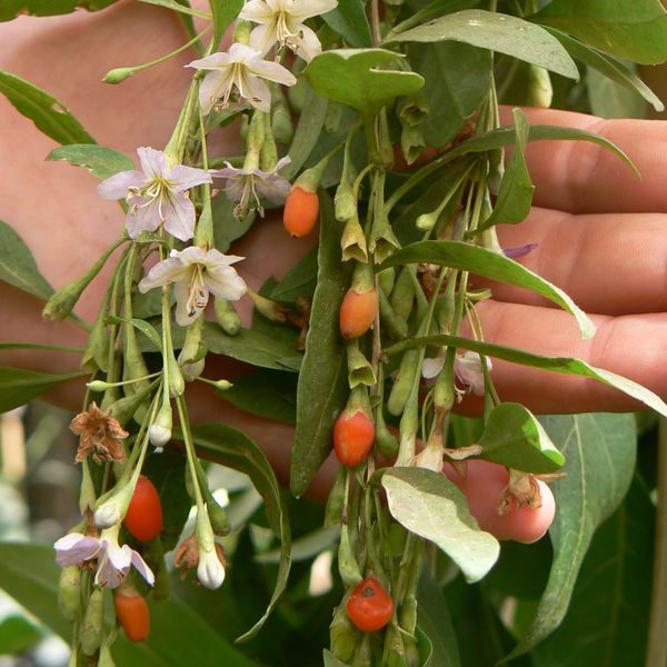 Lycium barbarum גוג'י ברי