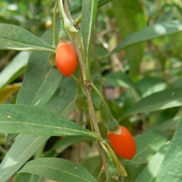 Lycium barbarum גוג'י ברי