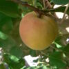משמש בלאדי (מוסטקאווי) Prunus armeniaca