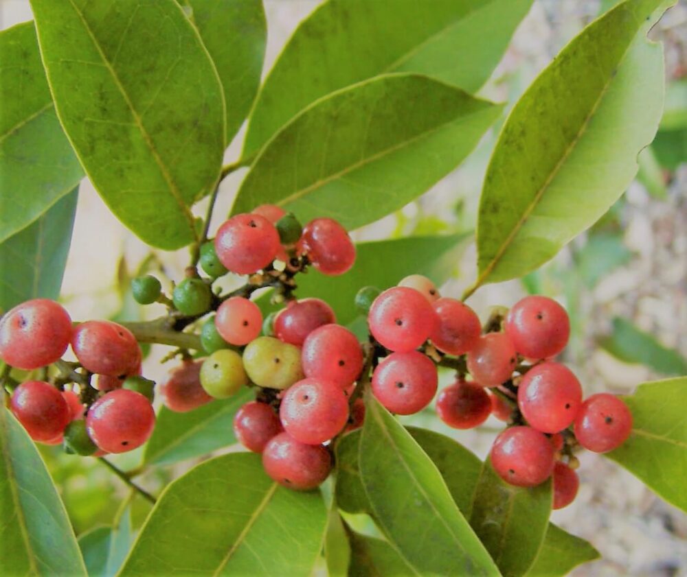 אורנג' ברי Orange Berry