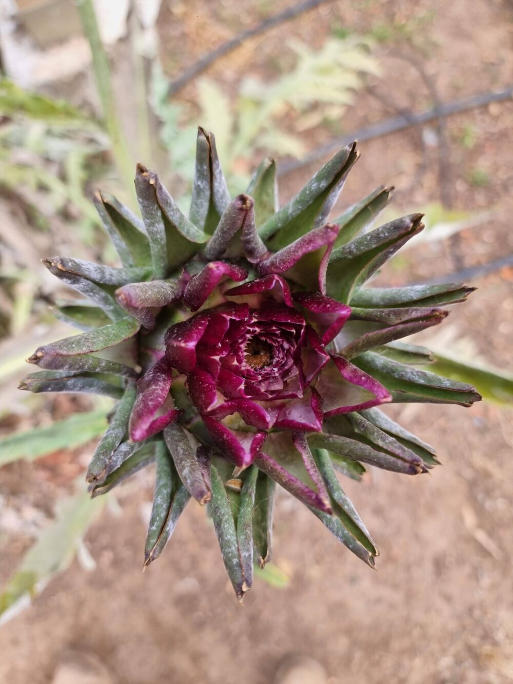 ארטישוק פרח