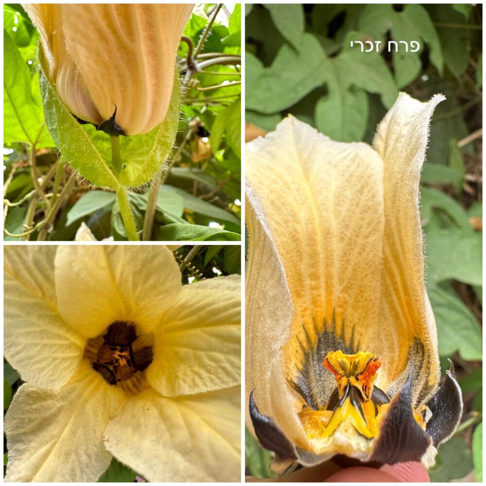 גאק פרח זכרי