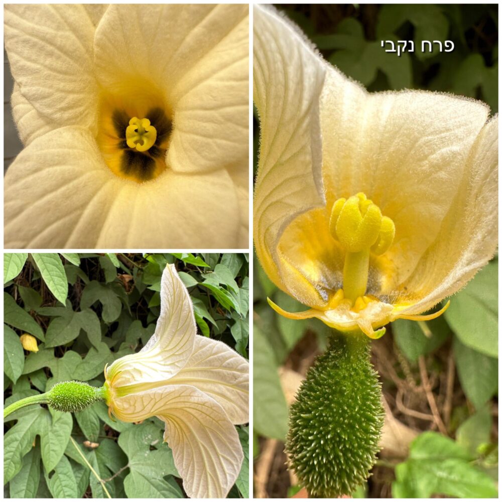 גאק פרח נקבי