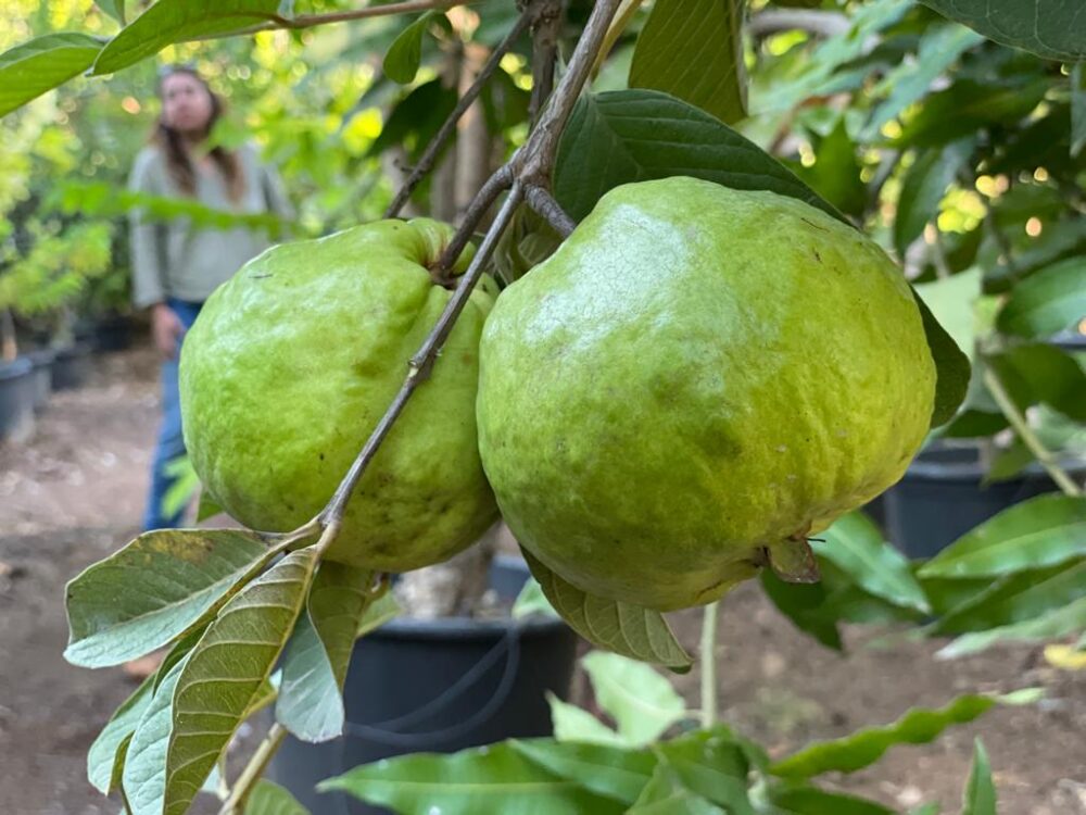 גויאבה תאילנדית Psidium Guajava Farang