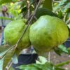 גויאבה תאילנדית Psidium Guajava Farang