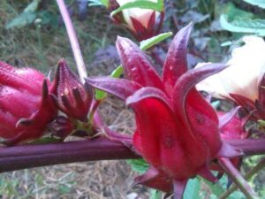 היביסקוס עב גביע 2