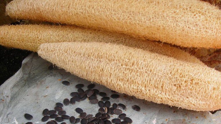 ליפה / לופה יבשה עם גרעינים