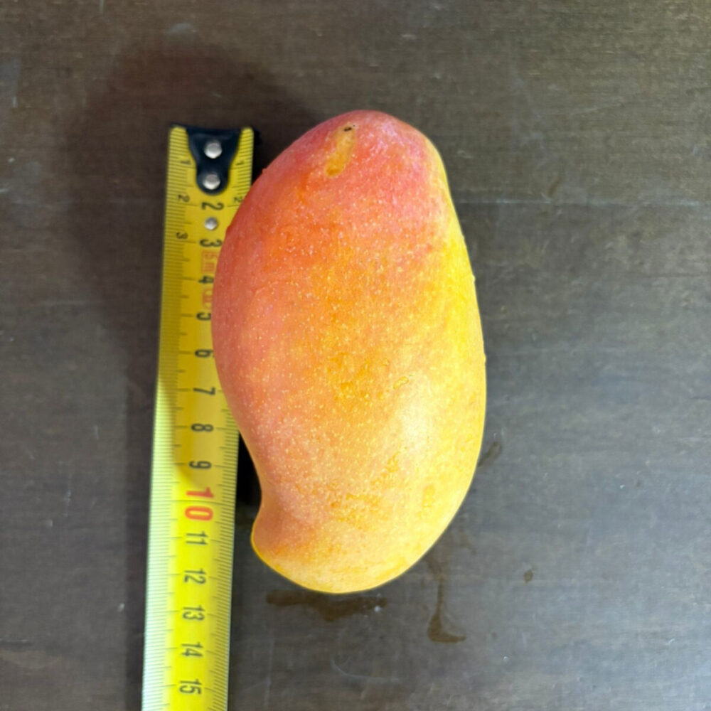 מנגו נאם דוק מאי Nam Dok Mai Thai Mango
