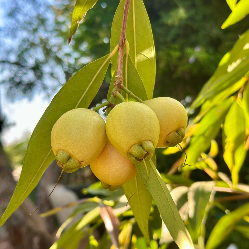 עיצוב ללא שם (76)