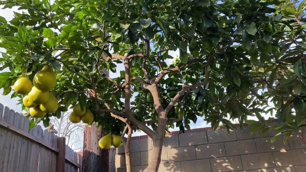 עץ פומלה לבנה גוליית