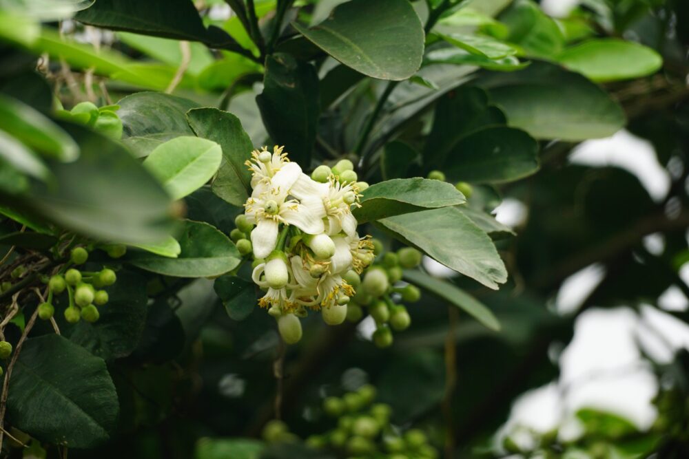אשכולית לבנה white grapefruit flower