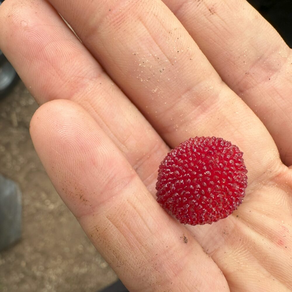 פרי יאנג מיי בתוך כף יד