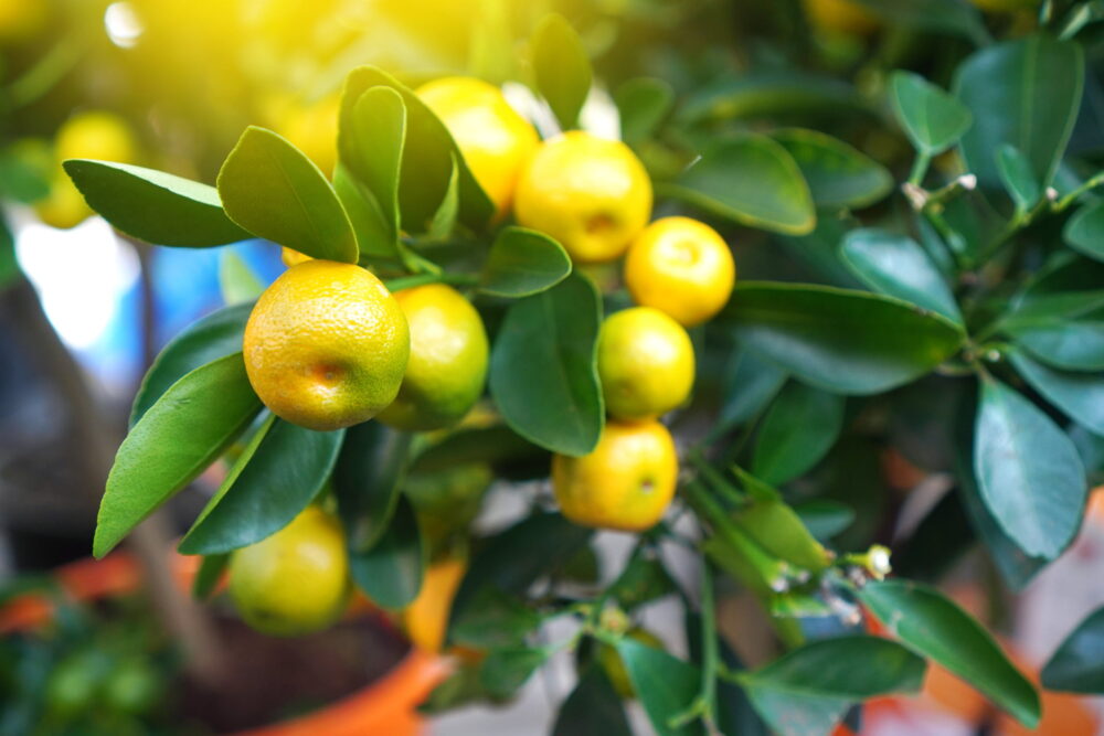 Citrus Calamondine Branch Closeup. Exotic Houseplant Background.