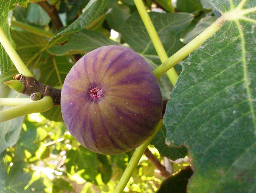 תאנה בורסה 2