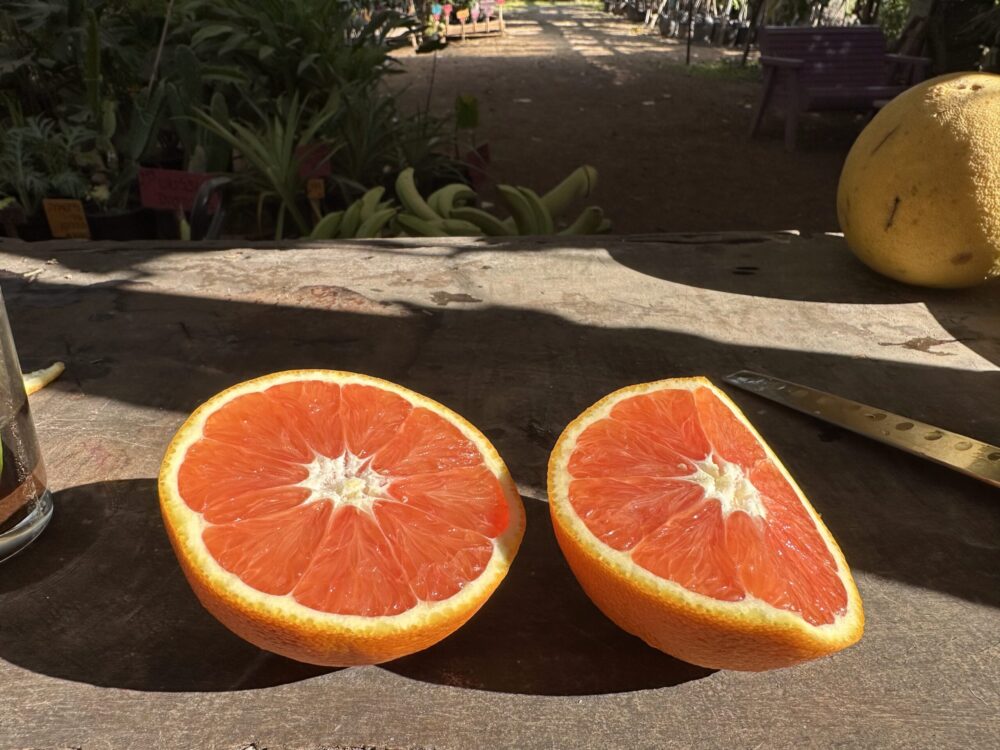 תפוז דם קרה קרה פרי חצוי