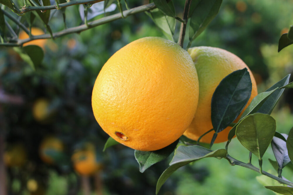 תפוז טבורי ניו-הול Newhall Orange