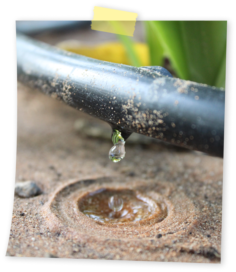 איך מחשבים כמה מים השתיל מקבל?