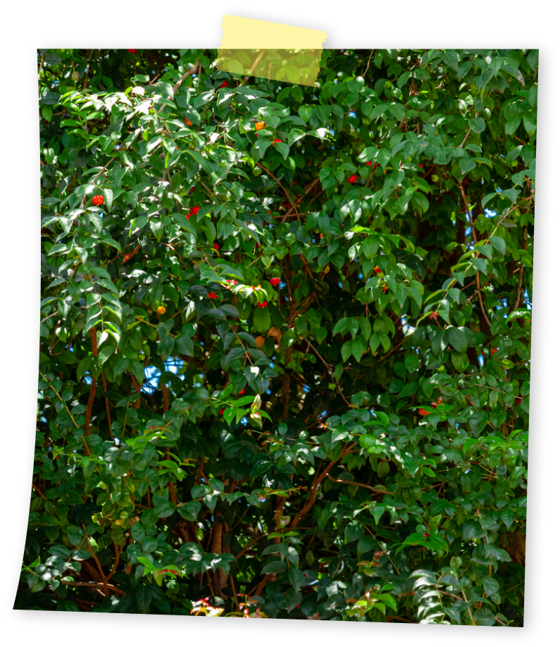 איך מגביהים עצים?