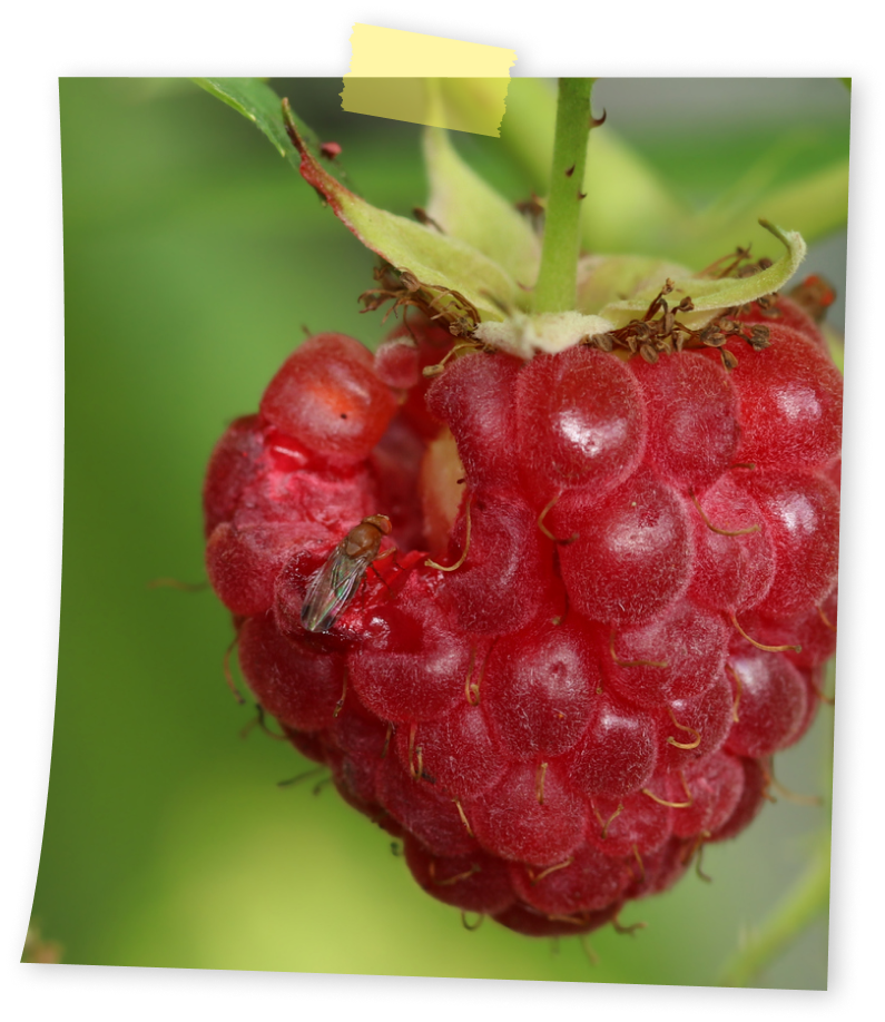 זבוב הפירות