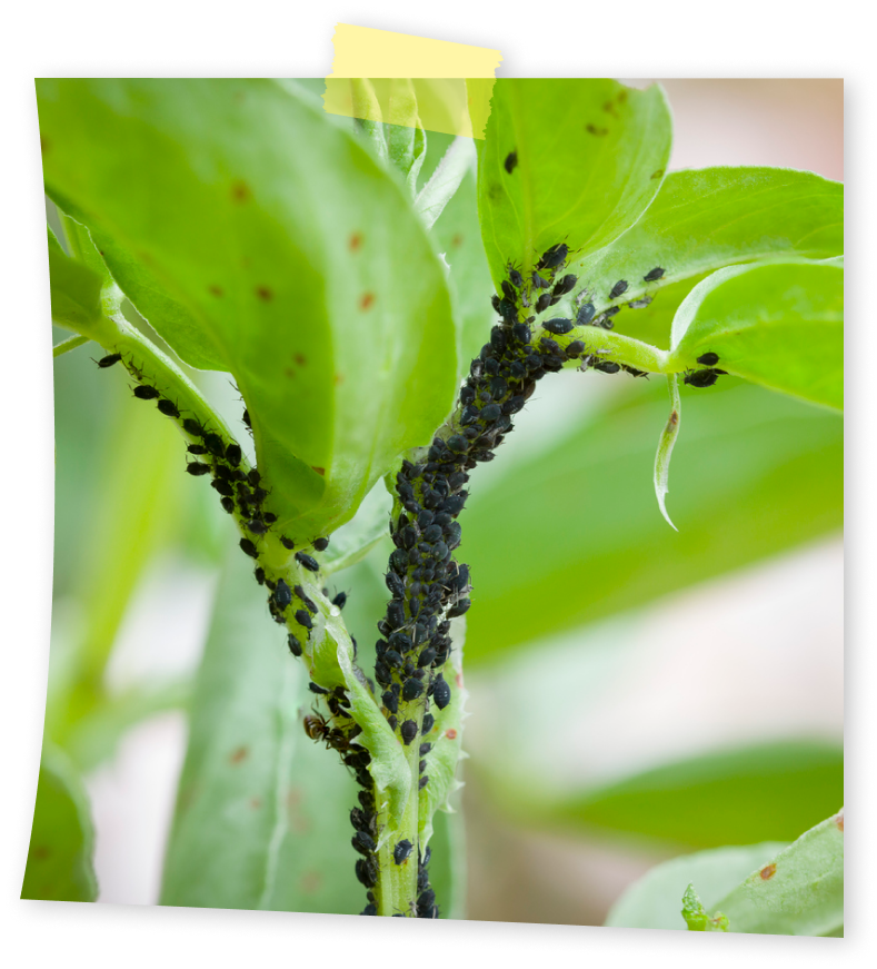 כנימות עלים