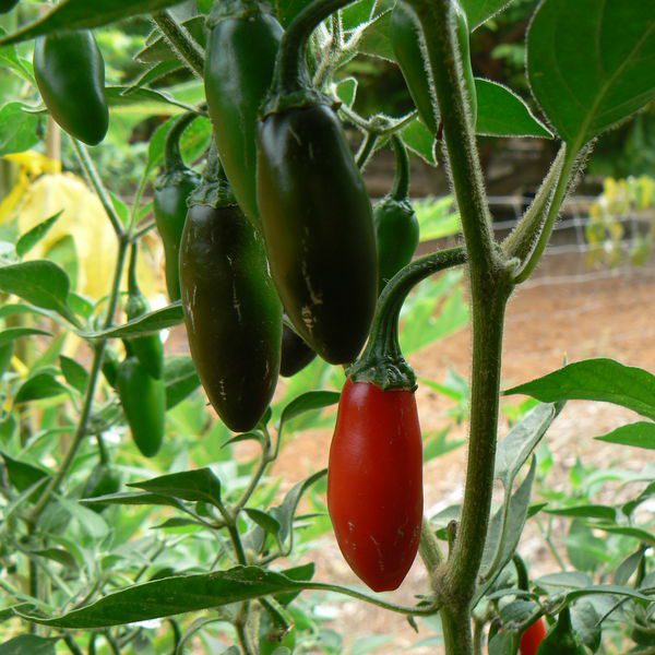 Capsicum annuum jalapeno פלפל חלפיניו חריף