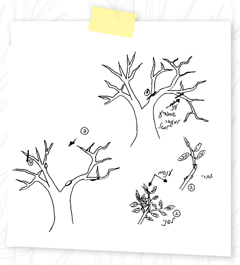 איך גוזמים ד