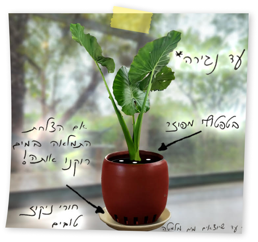 איך משקים בעציץ