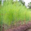 Asparagus plants אספרגוס אספרג