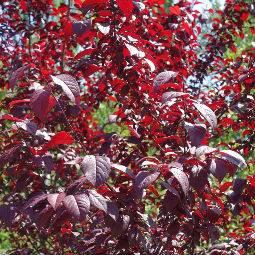 שזיף פיסרדי