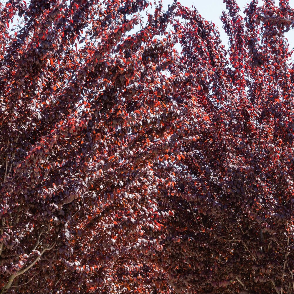 Shutterstock 2126831111 Edited