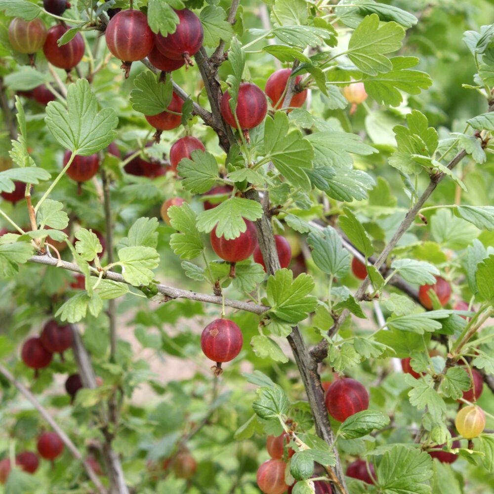 Shutterstock 1622831644 Edited