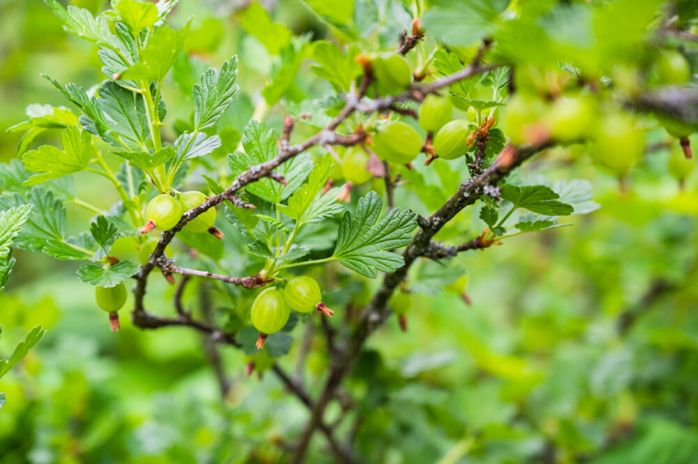 חזרזר אדום A Closeup Shot Of European Gooseberries On A Branch