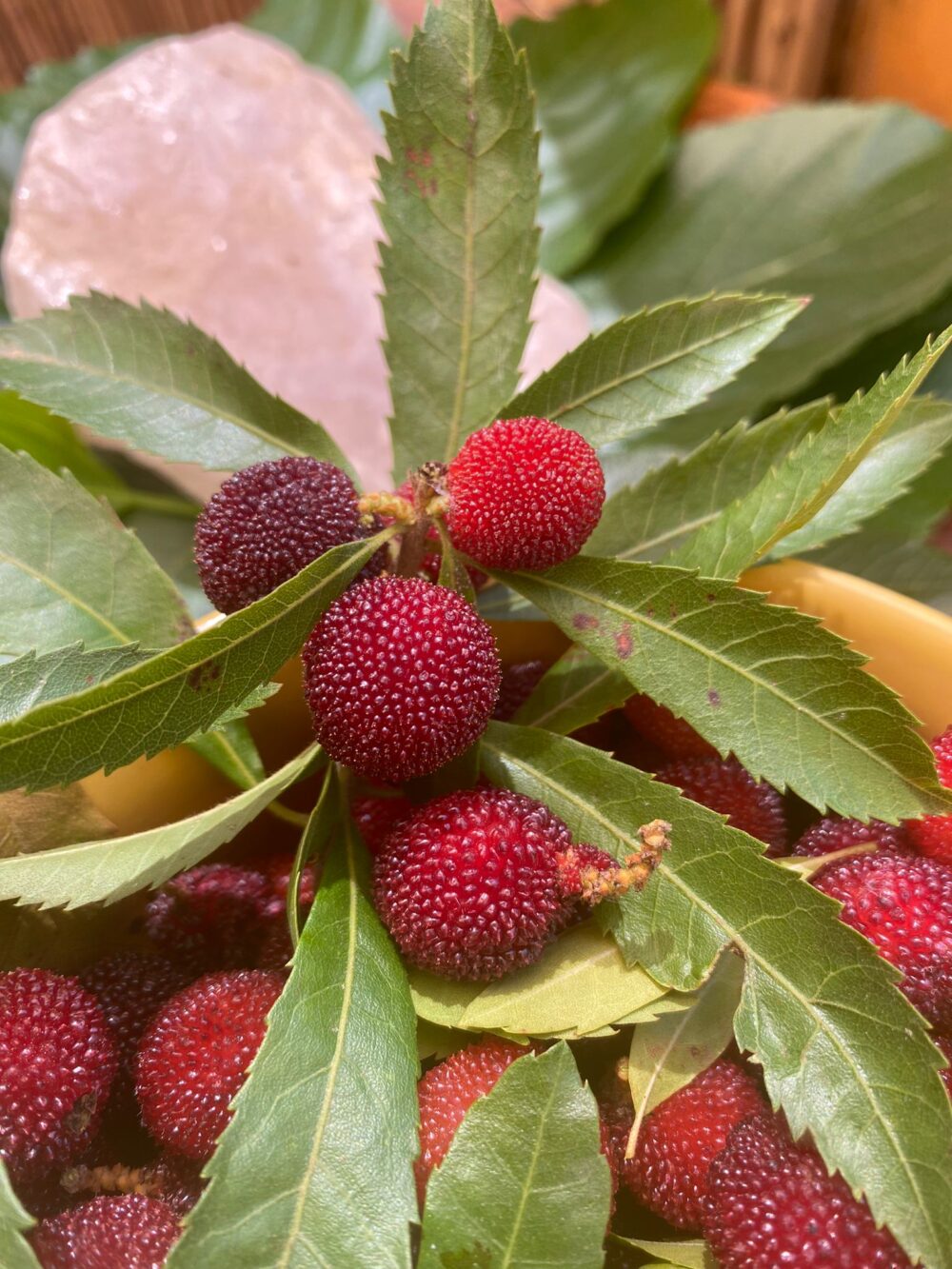 פירות יאנג מיי שתיל יאמה מומו