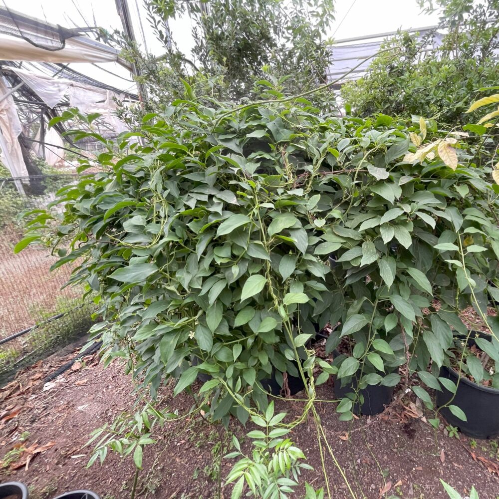 קיווי ברי ירוק שיח