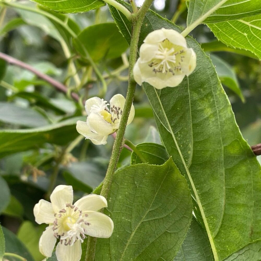 קיווי ברי פריחה