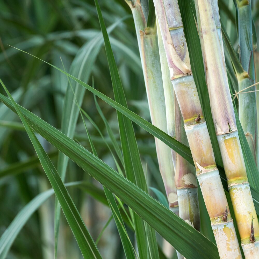 קנה סוכר ועלים