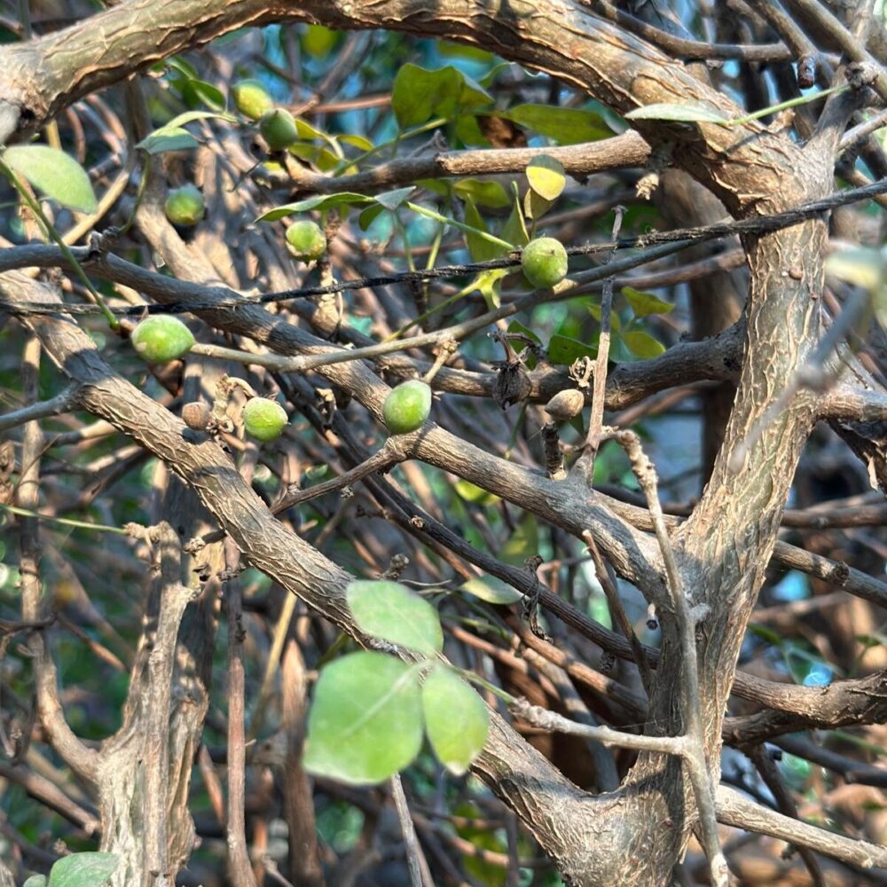 מור הגלעד תמונה יפה של עלים ופרי