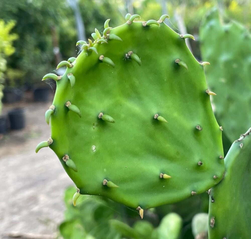 1705843571 Whatsapp Image 2023 09 11 At 21.16.41.jpeg