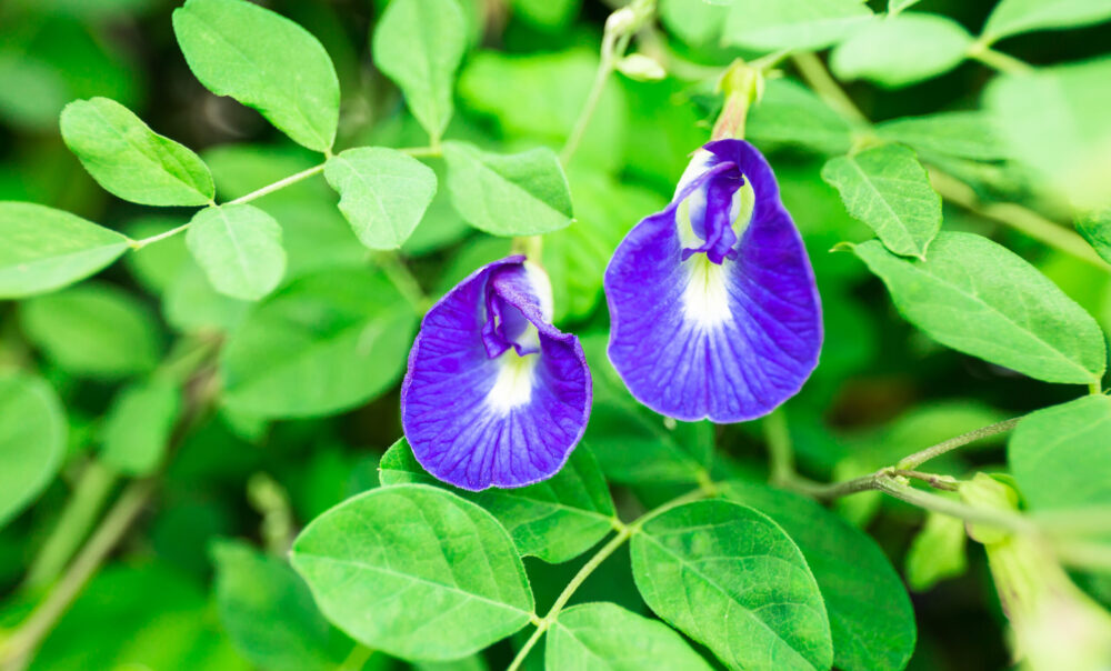 אפונת הפרפר Clitoria ternatea Butterfly pea flower