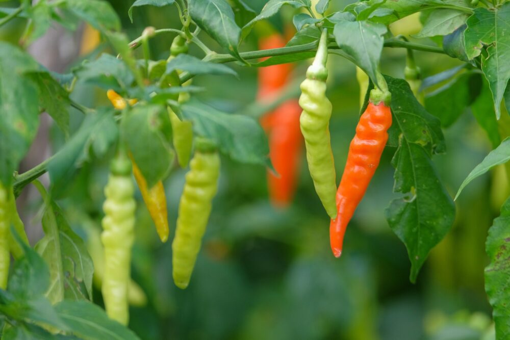 red chili cayenne pepper פלפל חריף קאיין