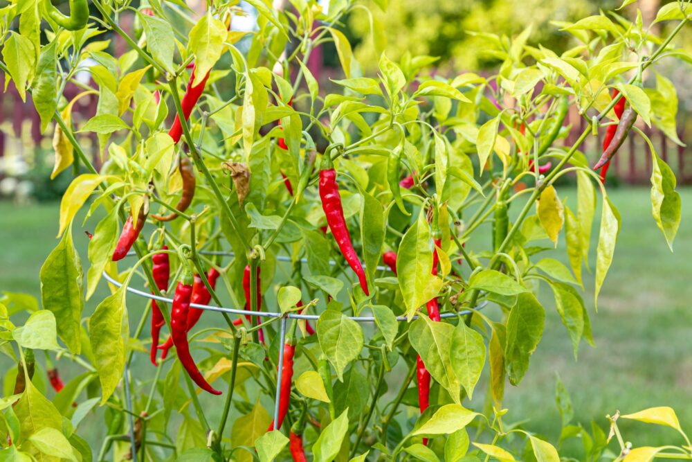 red chili cayenne pepper פלפל חריף קאיין